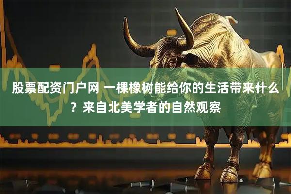 股票配资门户网 一棵橡树能给你的生活带来什么？来自北美学者的自然观察